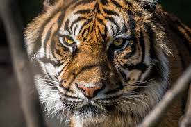 Menurut tafsiran lama, mimpi melihat harimau maknanya atau alamatnya akan mendapat harta haram. Arti Mimpi Dikejar Harimau Menurut Primbon Psikologi Dan Tafsir Al Ahlam Kabar Lumajang