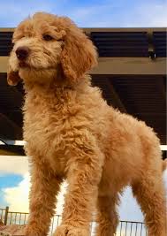 Goldendoodle babies are our specialty. Goldendoodle Puppies For Sale Apache Junction Az 283360