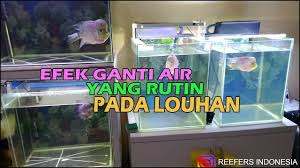 Daya kelola airnya sebesar 2.000 liter per jam dan hanya membutuhkan konsumsi listrik yang kecil yaitu 25 watt saja. Ganti Air Aquarium Ikan Louhan Youtube