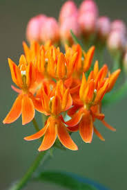 Pin On Flowers