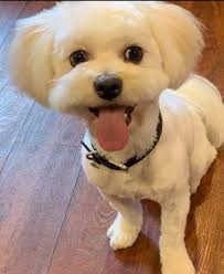 Looking for a good dog groomer. Any recommendations?