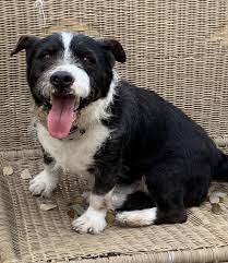 Check spelling or type a new query. Charming Pet Rescue Reviews And Ratings Boerne Tx Donate Volunteer Review Greatnonprofits