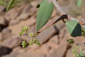 Image result for Gymnosporia maranguensis