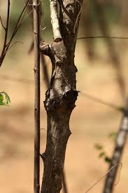 Image result for Grewia microcarpa