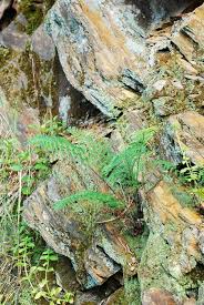 Image result for Pityrogramma aurantiaca