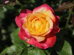 'pullman orient express ®' rose description. Edelrose Pullmann Orient Express Beste Sorten Rosen Wissen