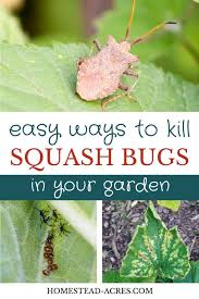 We did not find results for: How To Get Rid Of Squash Bugs Homestead Acres