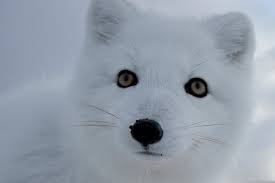 Arctic Fox Http Naturetravels Wordpress Com 2007 02 05 The Arctic Fox Beautiful Elusive Mysterious And Critically Enda With Images Arctic Fox Save The Arctic Animals