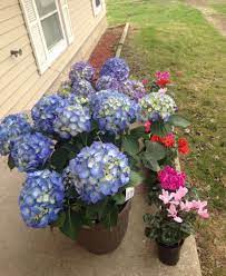 Let Us Plant Hydrangea Mathilda Gutges Cyclamen And Gerbera Daisies Gerbera Daisy Hydrangea Gerbera