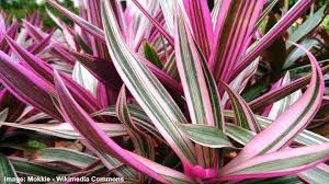 I learned that the plant is a cactus of the genius cereus. Moses In Cradle Care How To Grow Moses Plant