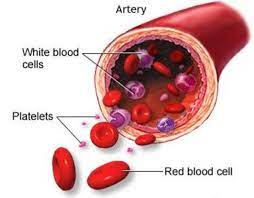 A normal platelet count ranges from 150,000 to 400,000 per microliter of. Low Platelet Count My Blood Stopped Clotting Hubpages