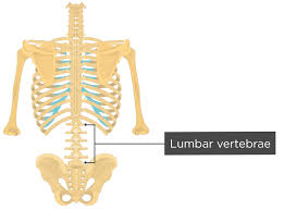 Image result for Lumbar vertebrae