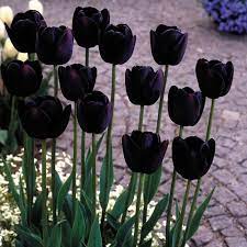 Tulip Queen Of Night 10 11cm Bulbs J Parker Dutch Bulbs In 2021 Bulb Flowers Flowers Perennials Night Flowers