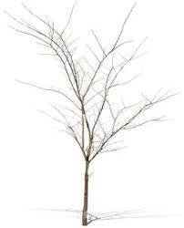 Cacti are succulents, but not all succulents are cacti. Cut Out Leafless Tree Vishopper