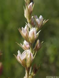 Image result for Buchnera leptostachya