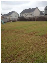 Moist soil is much easier to plug than dry soil, particularly if your water the new grass plugs just as you would new sod. Centipede Sod Turning Brown