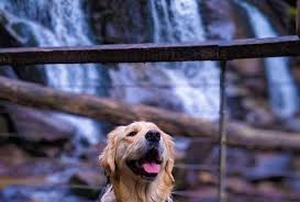 Maybe you would like to learn more about one of these? Dog Walks Near Me Melbourne Pet Friendly Accommodation