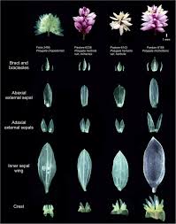 Image result for Polygalaceae