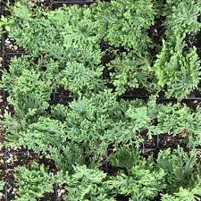 Image result for Selaginella afrorum