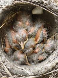 Here are a few steps you can take to get rid of grackles: Disposable Diapers For Birds The Scoop On Poop