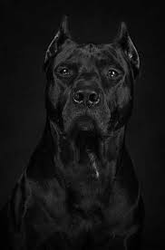 Pitbull Kopek Irki Kedi Kopek Pitbull Kopek Kedi Kopek