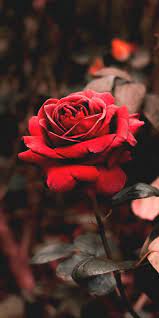 Selain cantik dan wangi ternyata 12 banyak sekali orang yang ingin melihat dan bahkan memiliki bunga mawar yang berwarna hitam. Red Rose Wallpaper Iphone Android Background Followme Wallpaper Mawar Wallpaper Mawar Merah Wallpaper Bunga Indah