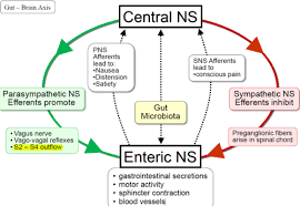 Lecture 4 Gi Nervous System And Motility Part 1 Flashcards Quizlet