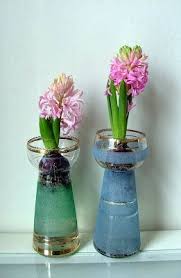 Kaylovesvintage Hyacinth Vases Bulb Flowers Bulb Vase Spring Bulbs