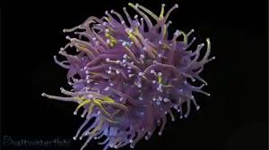 Image result for Sebaea junodii