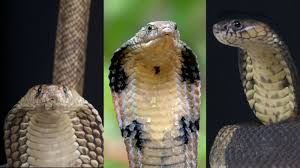 Play with millions of players around the world and try to become the longest of the day! Venomous 6 Foot West African Banded Cobra In Grand Prairie Tx Neighborhood On Loose Abc7 Chicago