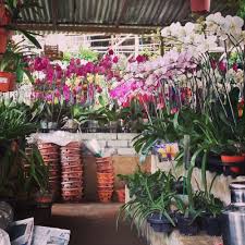 Sungai buloh, or sungei buloh, is a town, a mukim (commune) and a parliamentary constituency in the northern part of petaling region, selangor, malaysia. Sungai Buloh Nursery