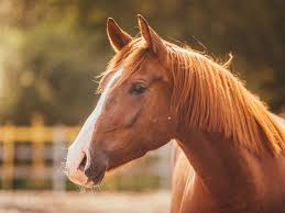 Law passed permits equine assisted interventions to be covered by insurance plans. Equine Assisted Therapy Vs Hippotherapy Banyan Boca
