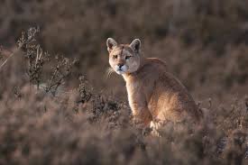 El macho es más grande que la hembra, así también los pumas de regiones frías son más grandes que los pumas de regiones cálidas. En La Mira Puma Concolor Ladera Sur