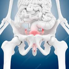 Image result for female sex organ