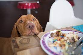 Table Manners How To Get Your Dog To Stop Begging For Food Oakland Veterinary Referral Services