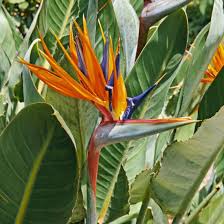 Image result for Strelitzia