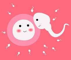 Menstrual Cycle What S Normal What S Not Ehealth Magazine It has been one of the ancient remedies that were used to prepone the periods. menstrual cycle what s normal what s