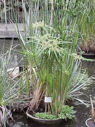 Image result for Cyperus trigonellus