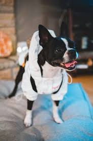 The dog must also have white markings, dark brown eyes and a black nose to be recognized has a breed standard. What Are The Different Colors Of Boston Terriers Terrier Hub