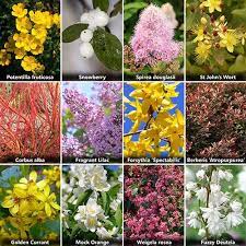 The Ultimate Winter Hardy Shrub Collection Shrubs Vibrant Flower Bee Friendly Plants