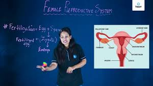 The constant shuffling of the human genes in the gamete cells increases the typical variations in the offsprings of the humans. Fertilization And Post Fertilization In Humans Events Process Videos