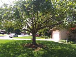 Maybe you would like to learn more about one of these? Wichita Tree Trimming Service Fast Affordable 100 Satisfaction