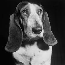 American Black And White Hound Dog The Celebrity Basset Hound That Charmed 1950s America Celebrity Dogs Basset Hound Basset Hound Dog