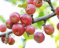 We did not find results for: Ufei Selectree A Tree Selection Guide