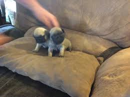 Browse cute pups for sale listed near you. View Ad Buggs Puppy For Sale Near New York Lorraine Usa Adn 73615