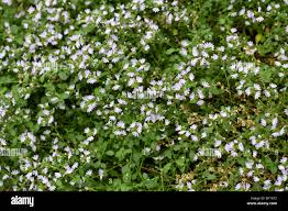 Image result for Goodeniaceae