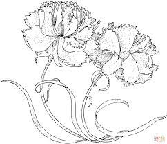 Undefined Carnation Drawing Carnation Flower Carnations