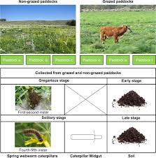 Having damage where skin has been scraped | meaning, pronunciation, translations and examples Cascading Effects On Bacterial Communities Cattle Grazing Causes A Shift In The Microbiome Of A Herbivorous Caterpillar The Isme Journal