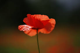 I didn't realise that's what this post was about until i went through the comments. Hd Wallpaper Lest We Forget Cross Memorial Remembrance Day Sign Text Sky Wallpaper Flare