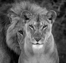 Pin De Fortineau En Bichinhos Fotos De Animales Salvajes Fotografia Animal Leones Animales